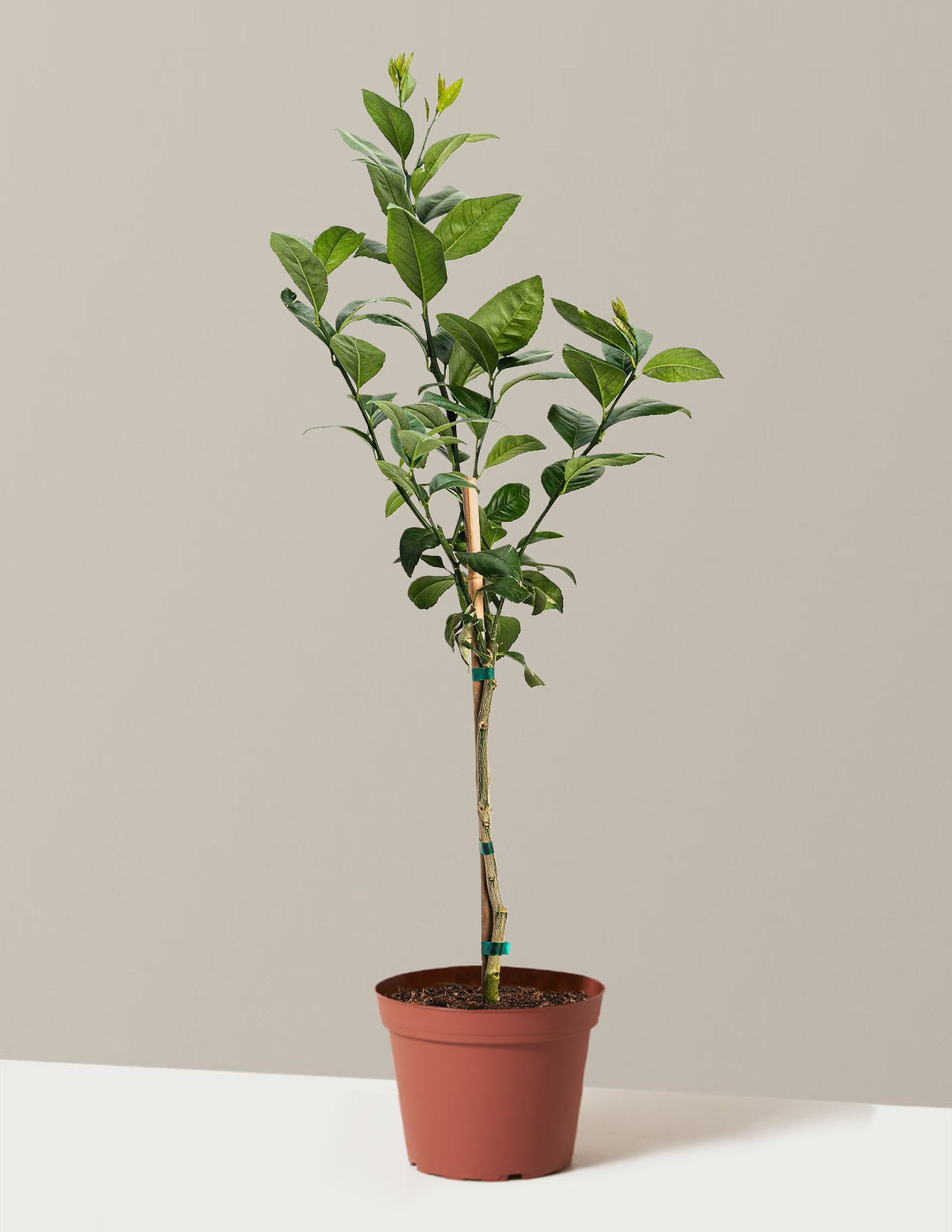Improved Meyer Lemon Tree