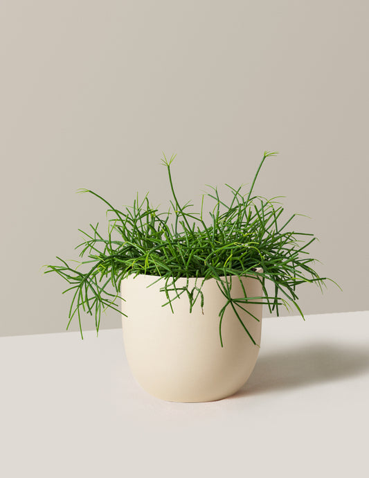 Mistletoe Cactus