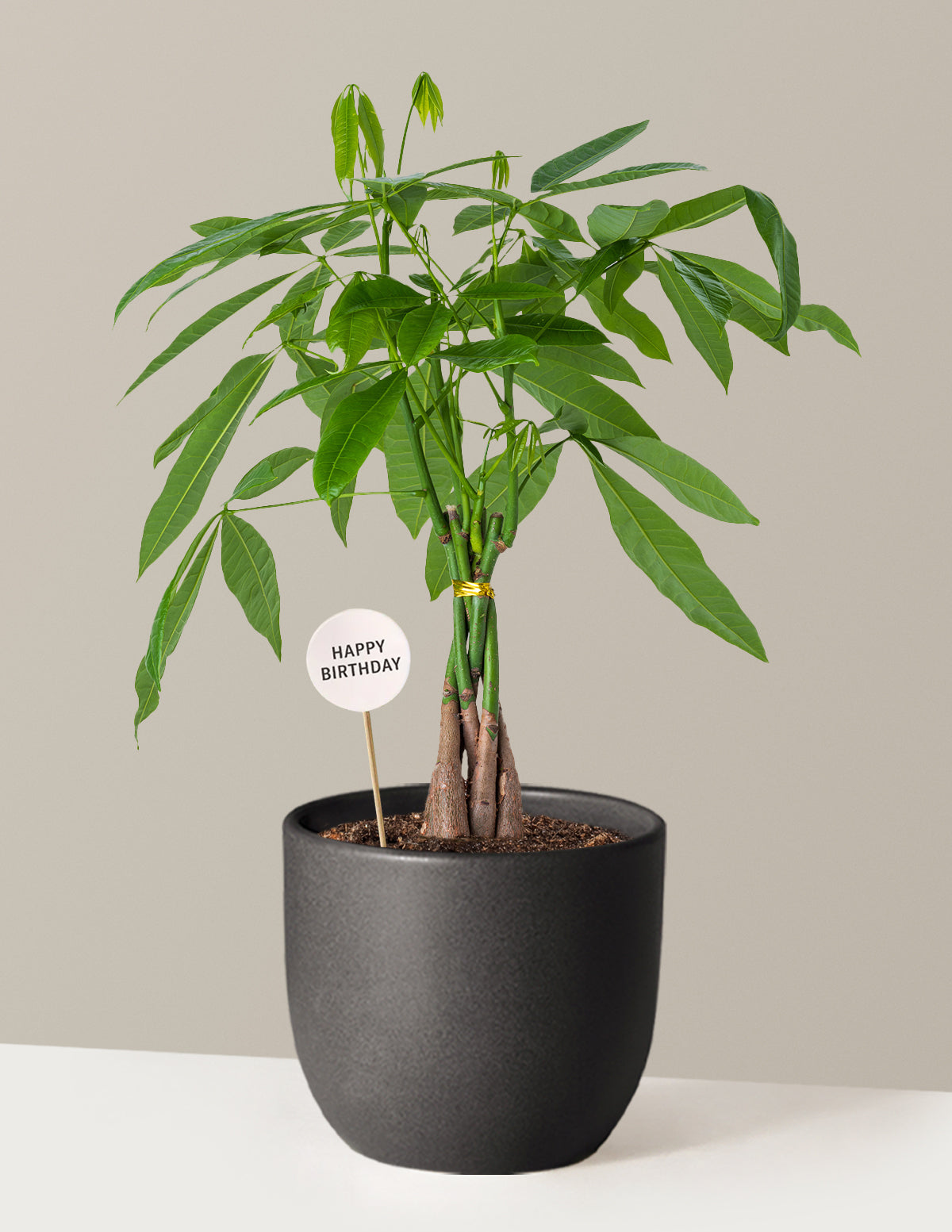 deal or no deal money tree Money Tree Plant Birthday Bundle | Tropical Indoor Plants & Houseplants for Delivery