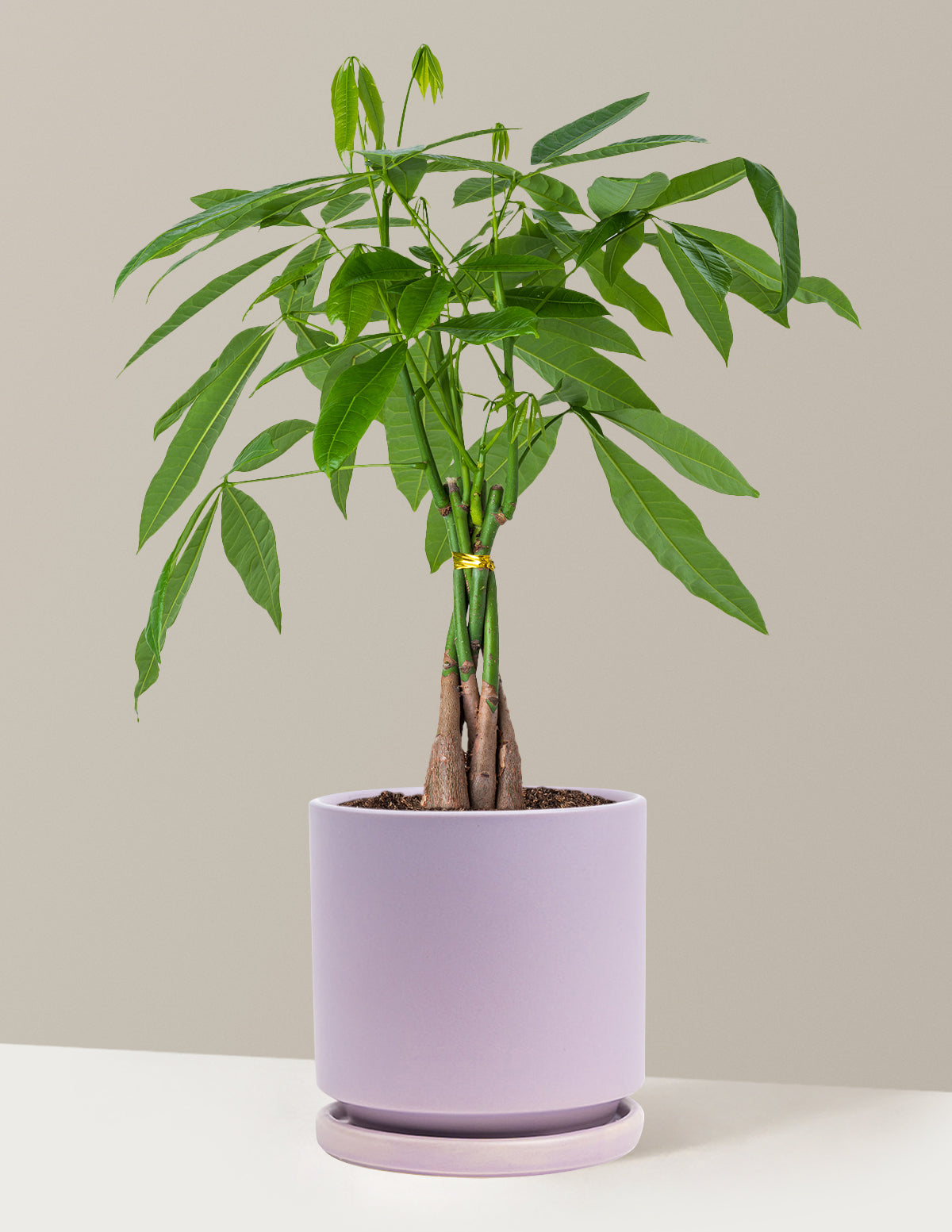 Money Tree Plant