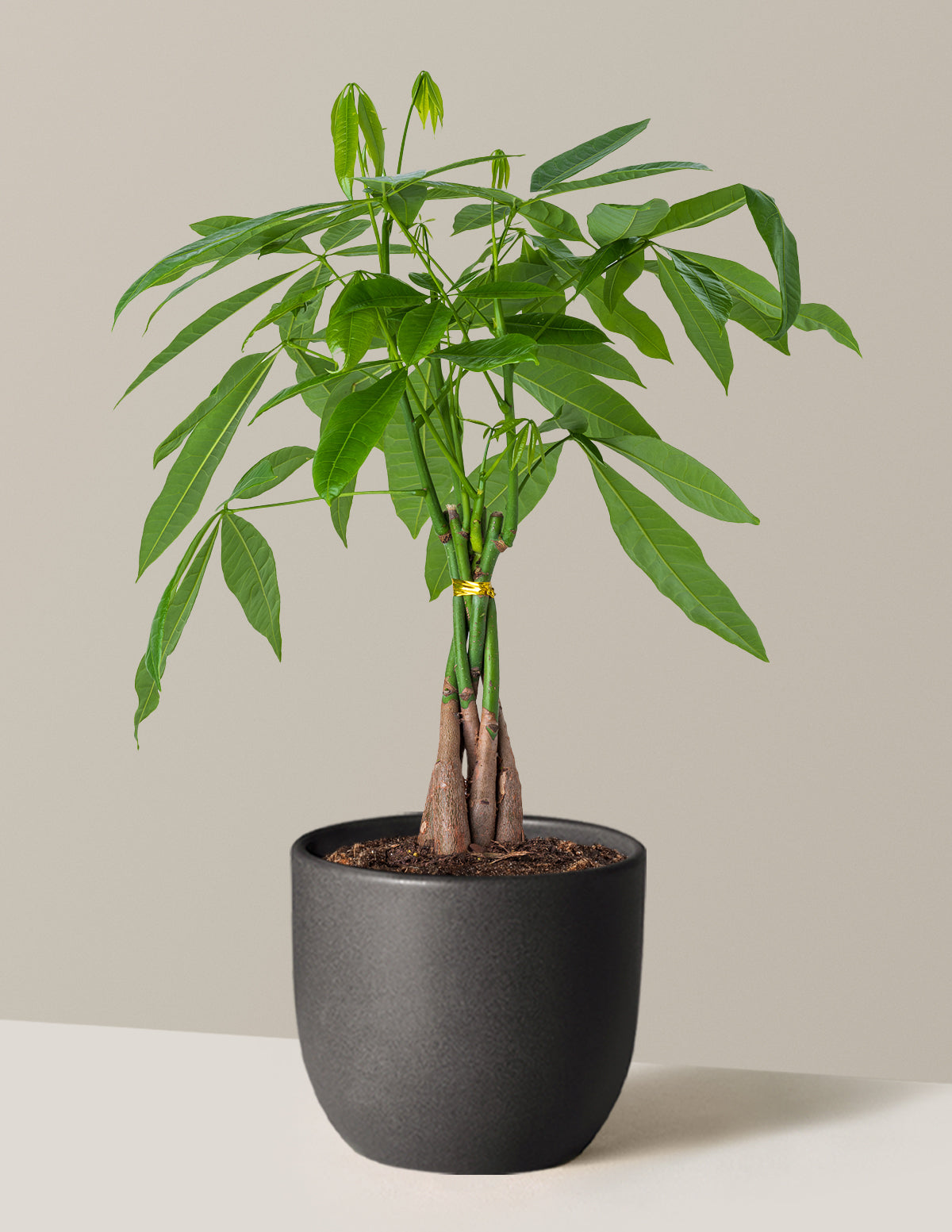 Money Tree Plant