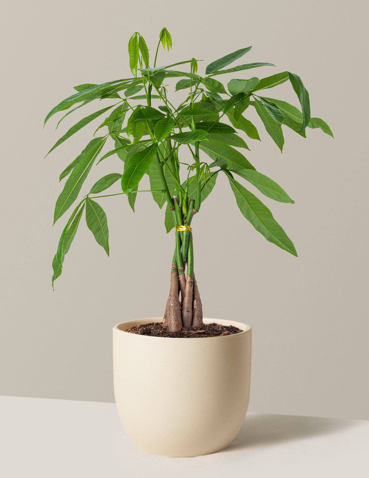 Money Tree Plant
