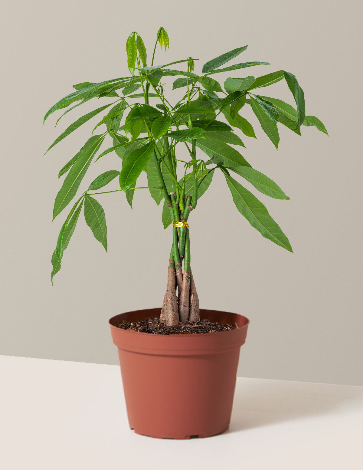 Money Tree Plant