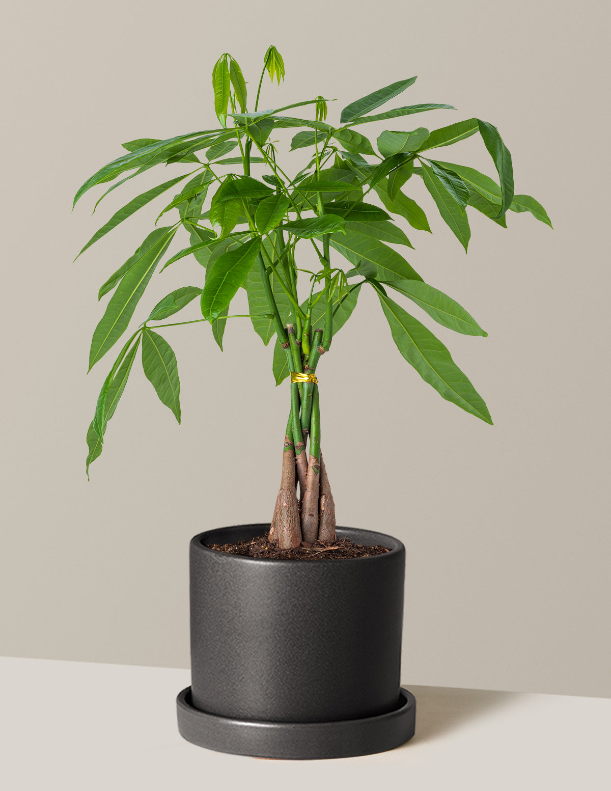Money Tree Plant