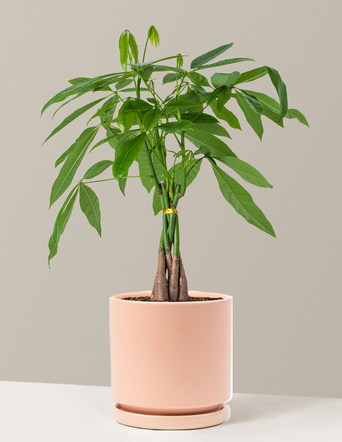 Money Tree Plant