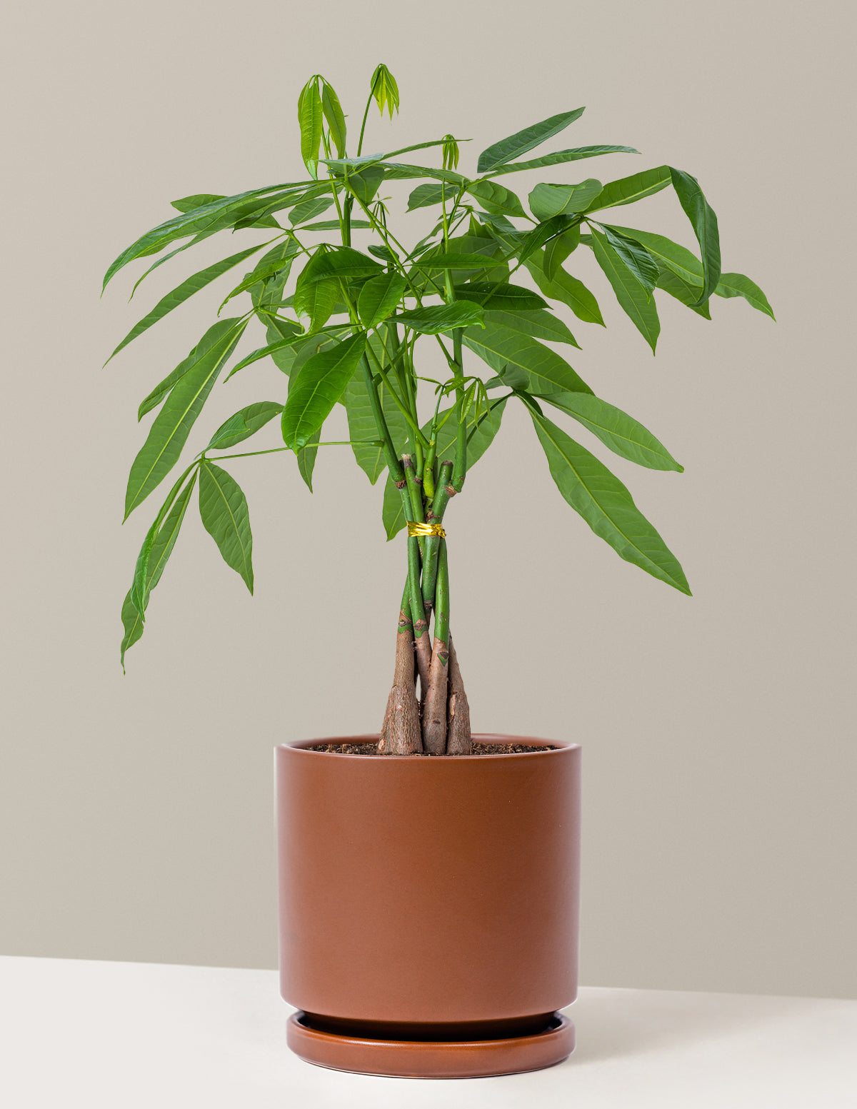 Money Tree Plant
