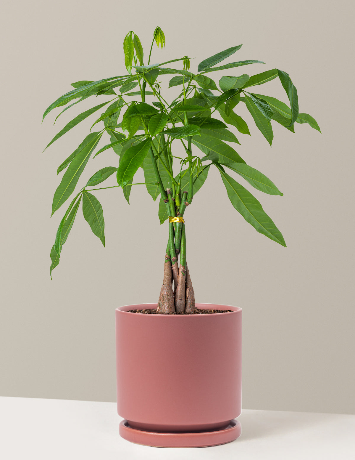 Money Tree Plant