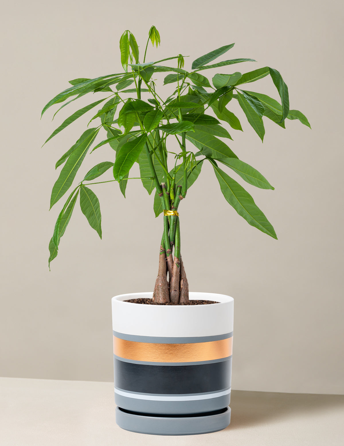 Money Tree Plant