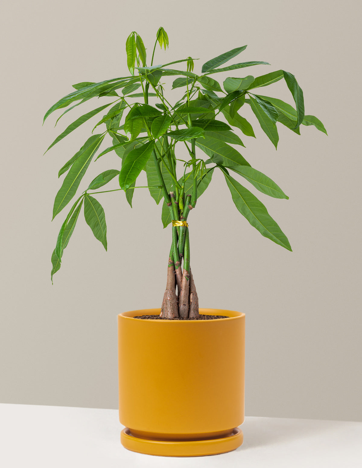 Money Tree Plant