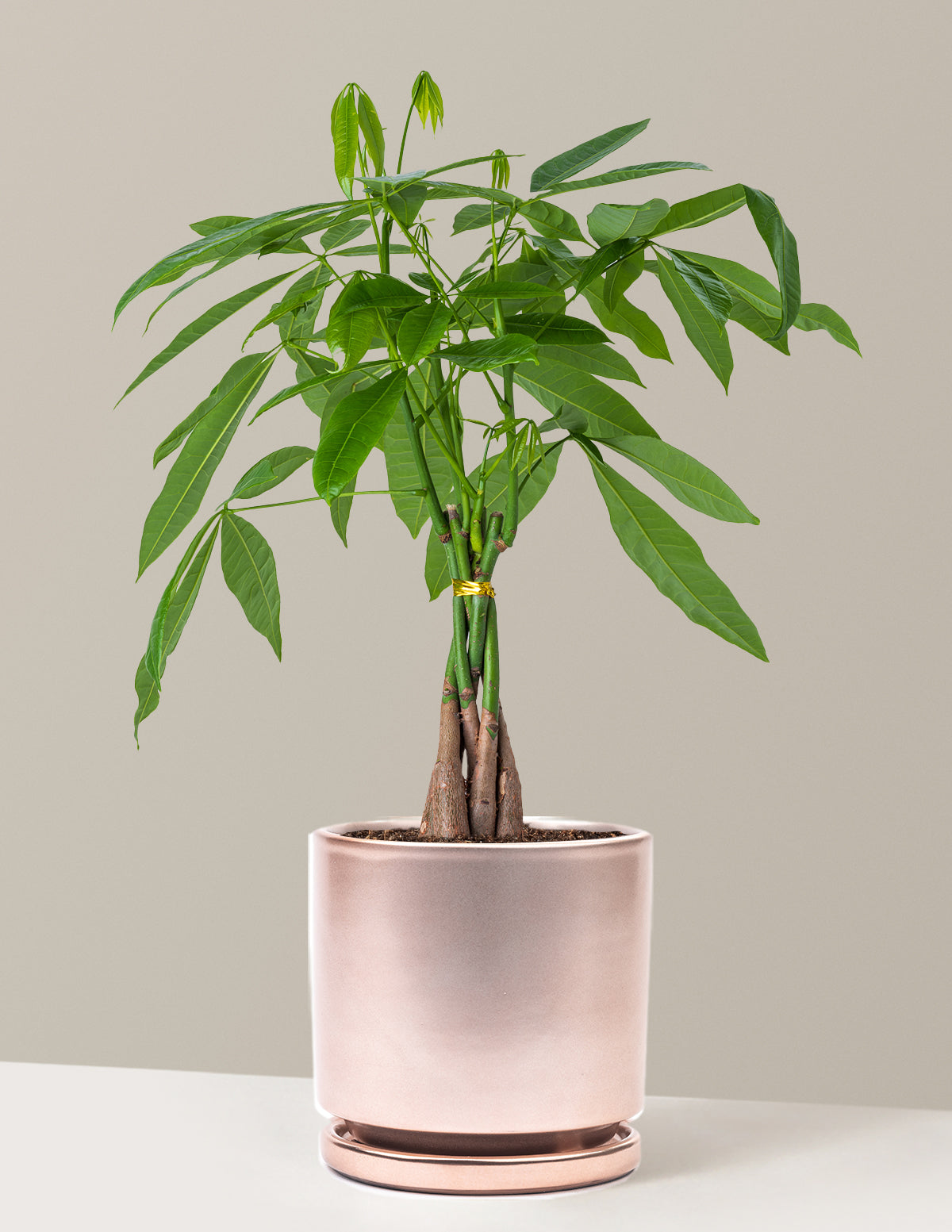 Money Tree Plant