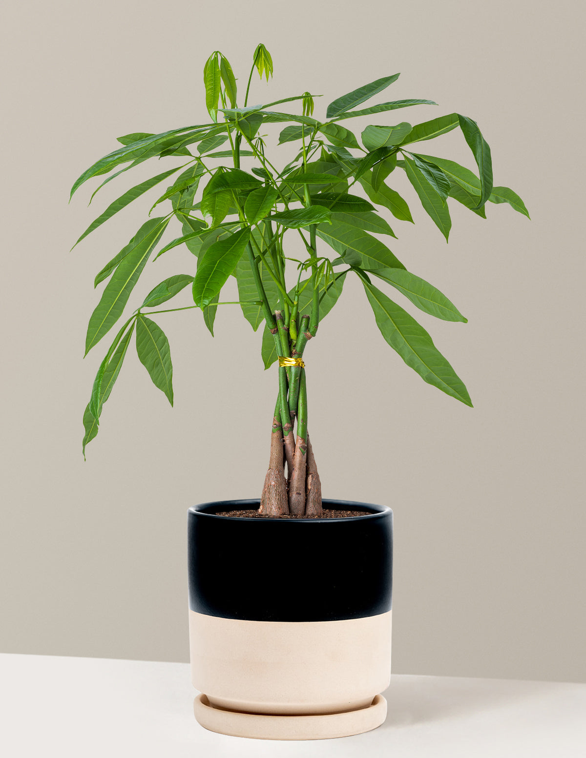Money Tree Plant