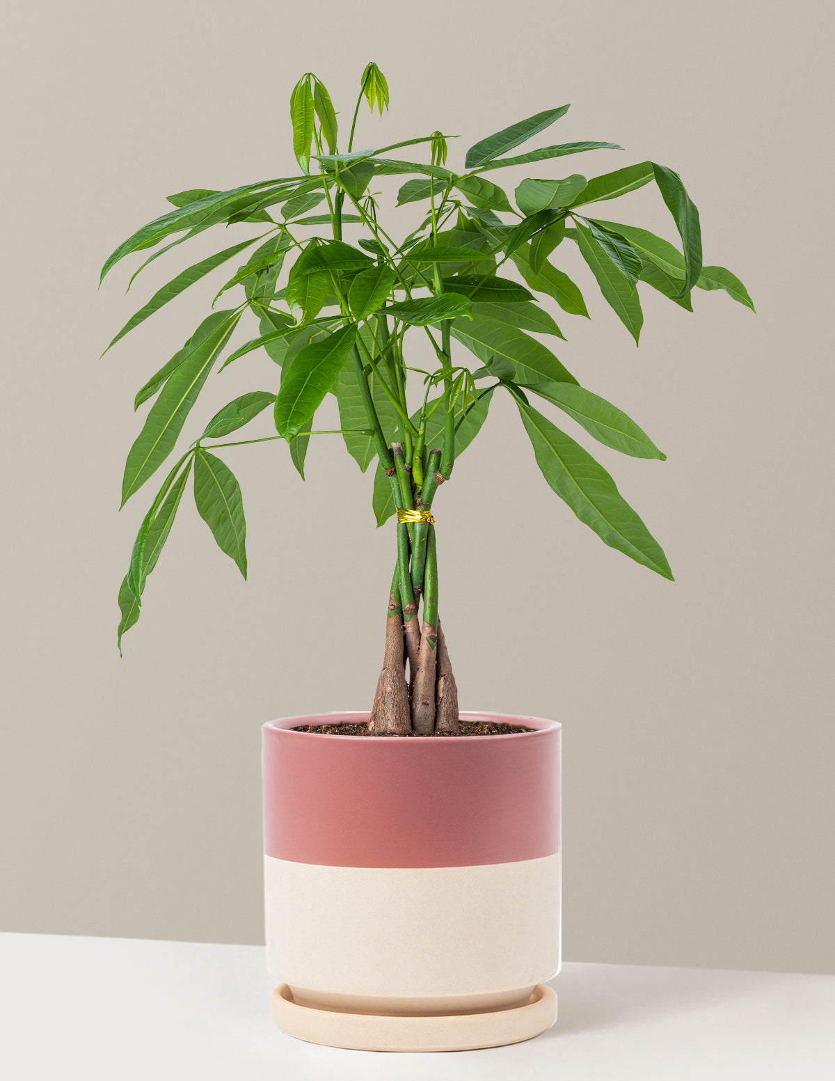 Money Tree Plant