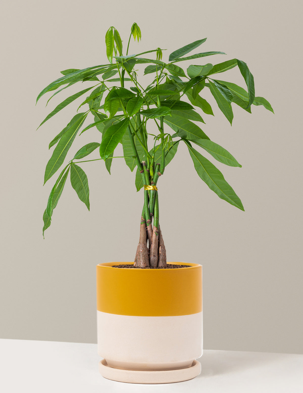 Money Tree Plant