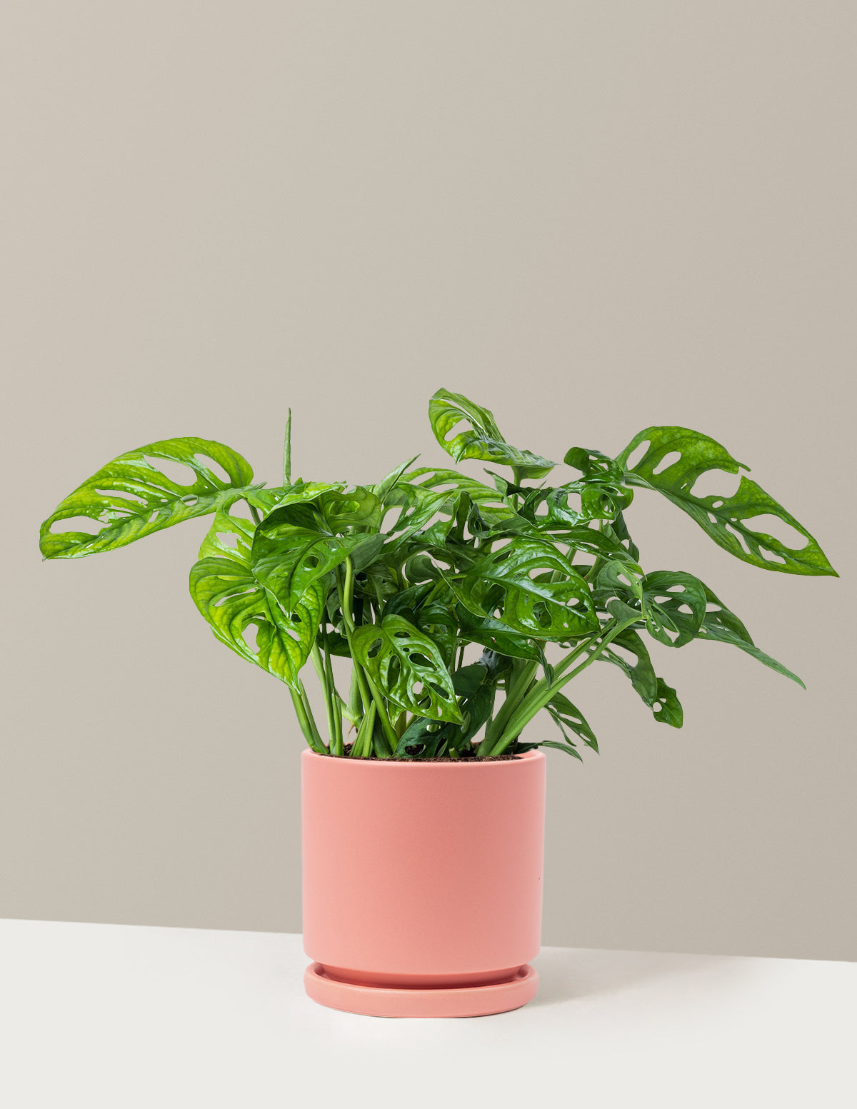 Plant Of The Month Club