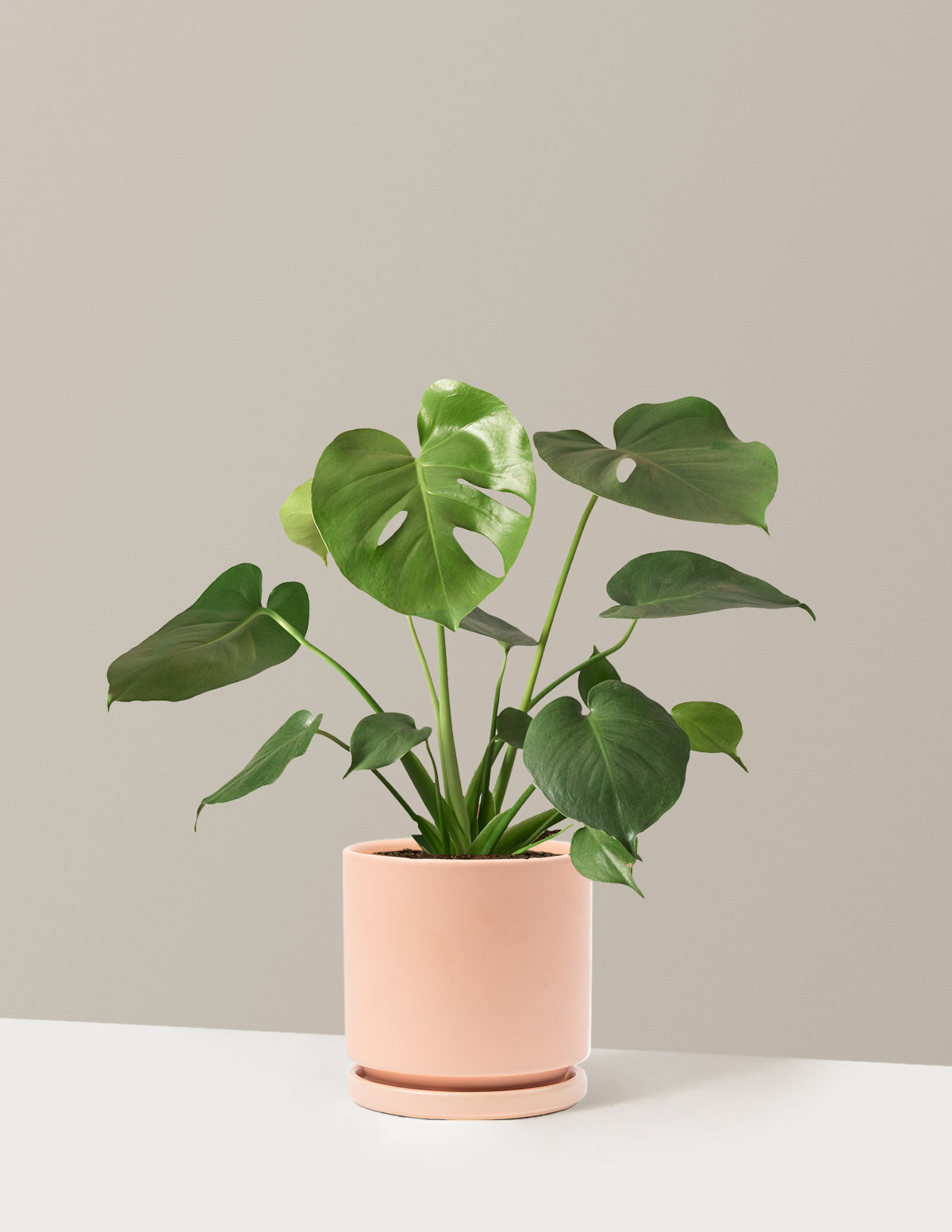 Monstera Deliciosa