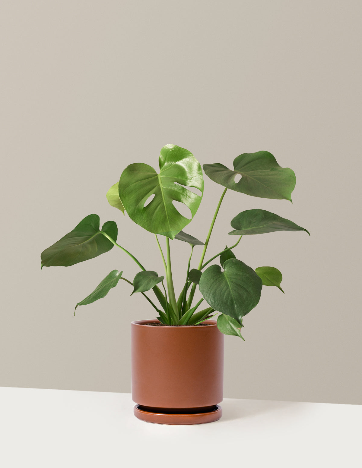 Monstera Deliciosa