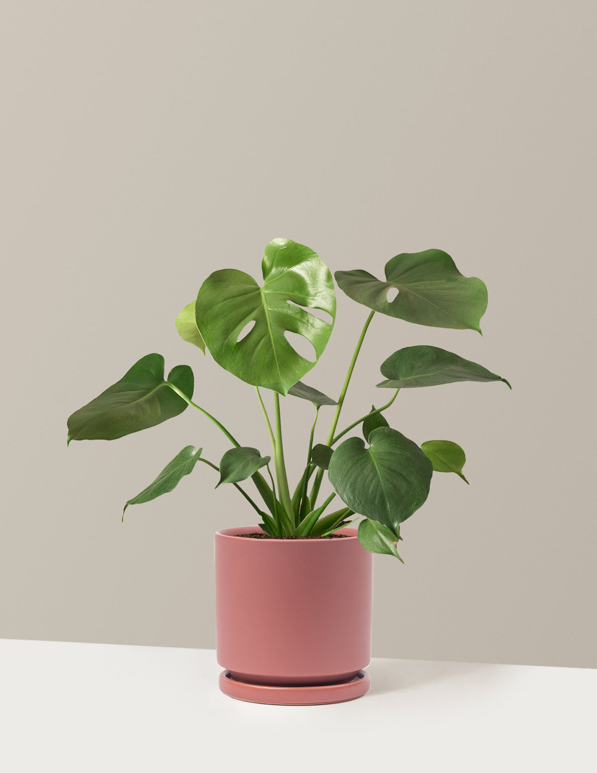 Monstera Deliciosa