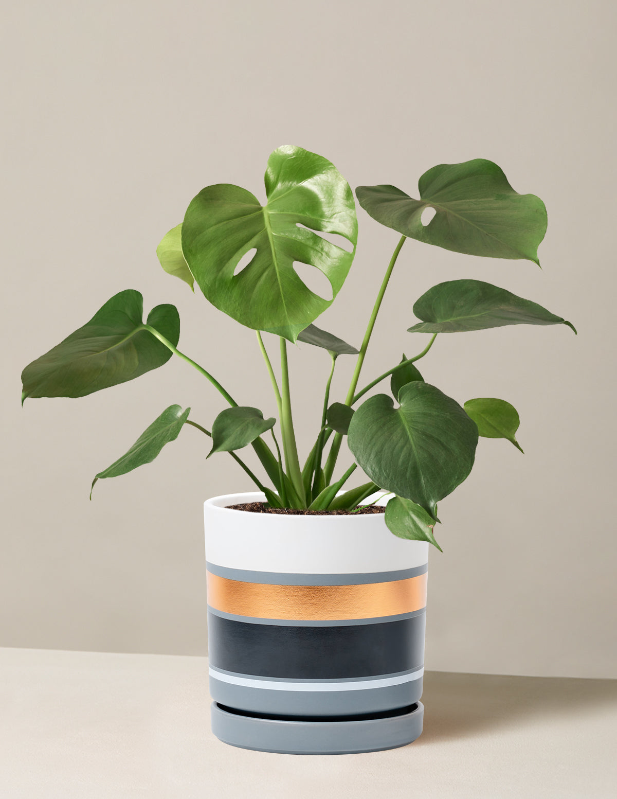 Monstera Deliciosa