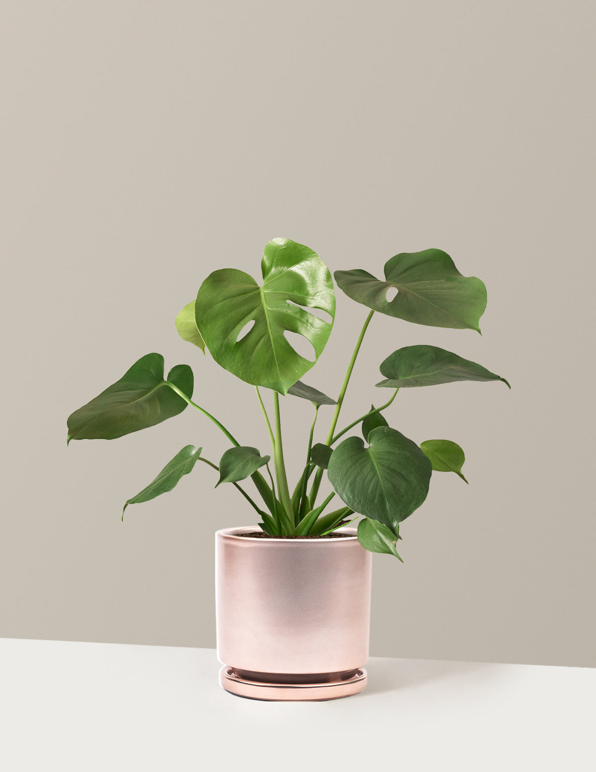 Monstera Deliciosa