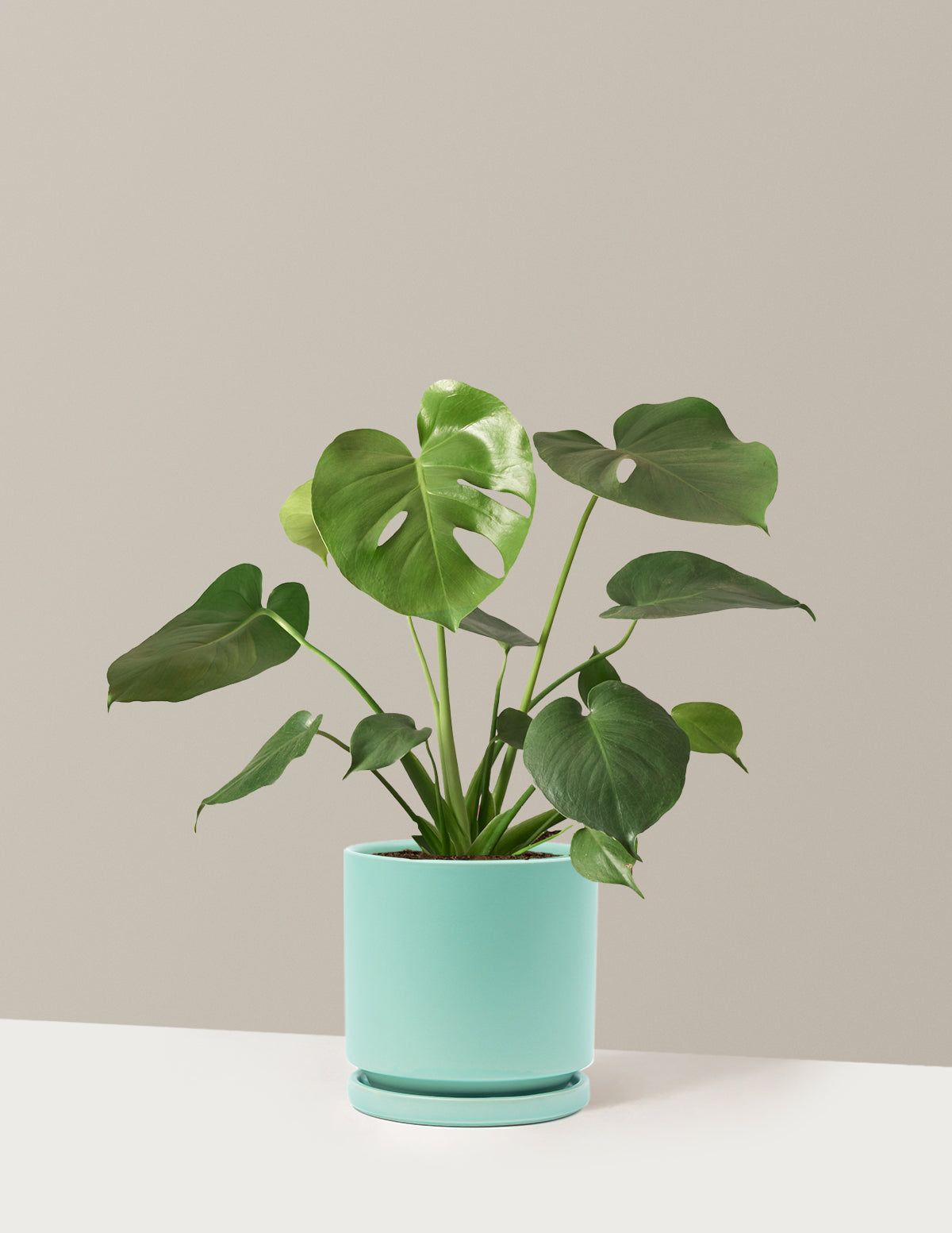 Monstera Deliciosa