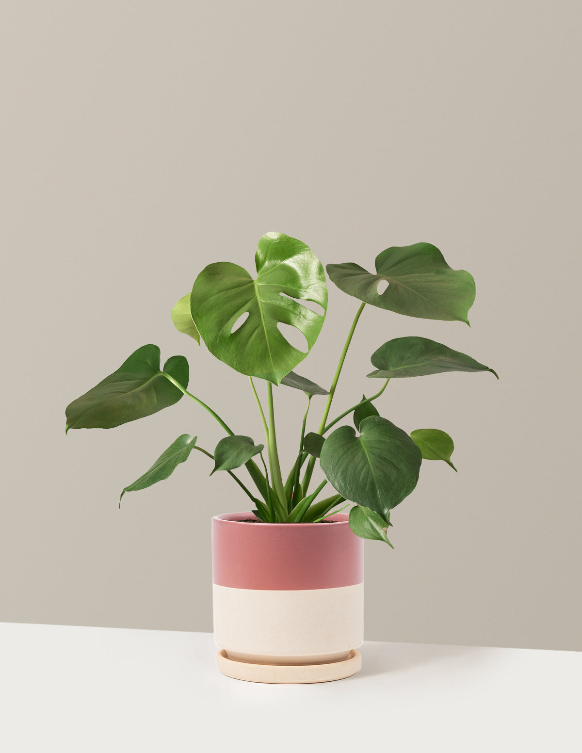 Monstera Deliciosa