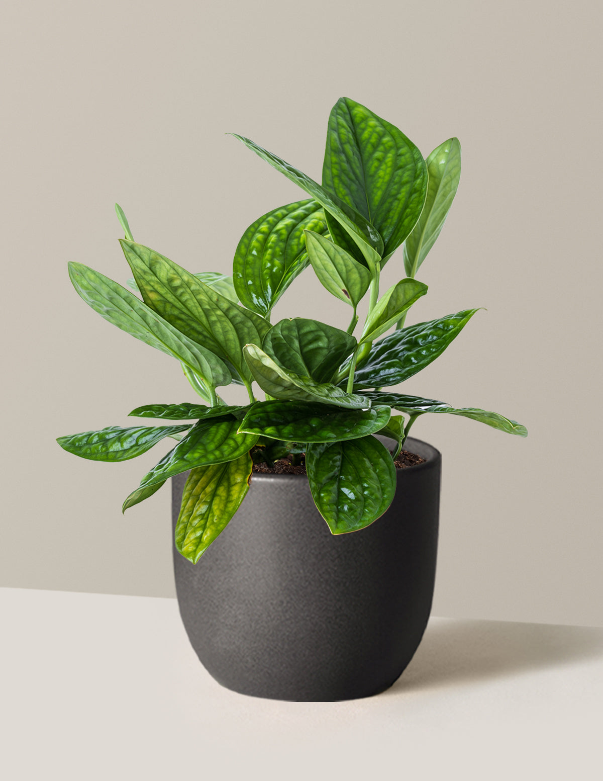 Monstera Peru