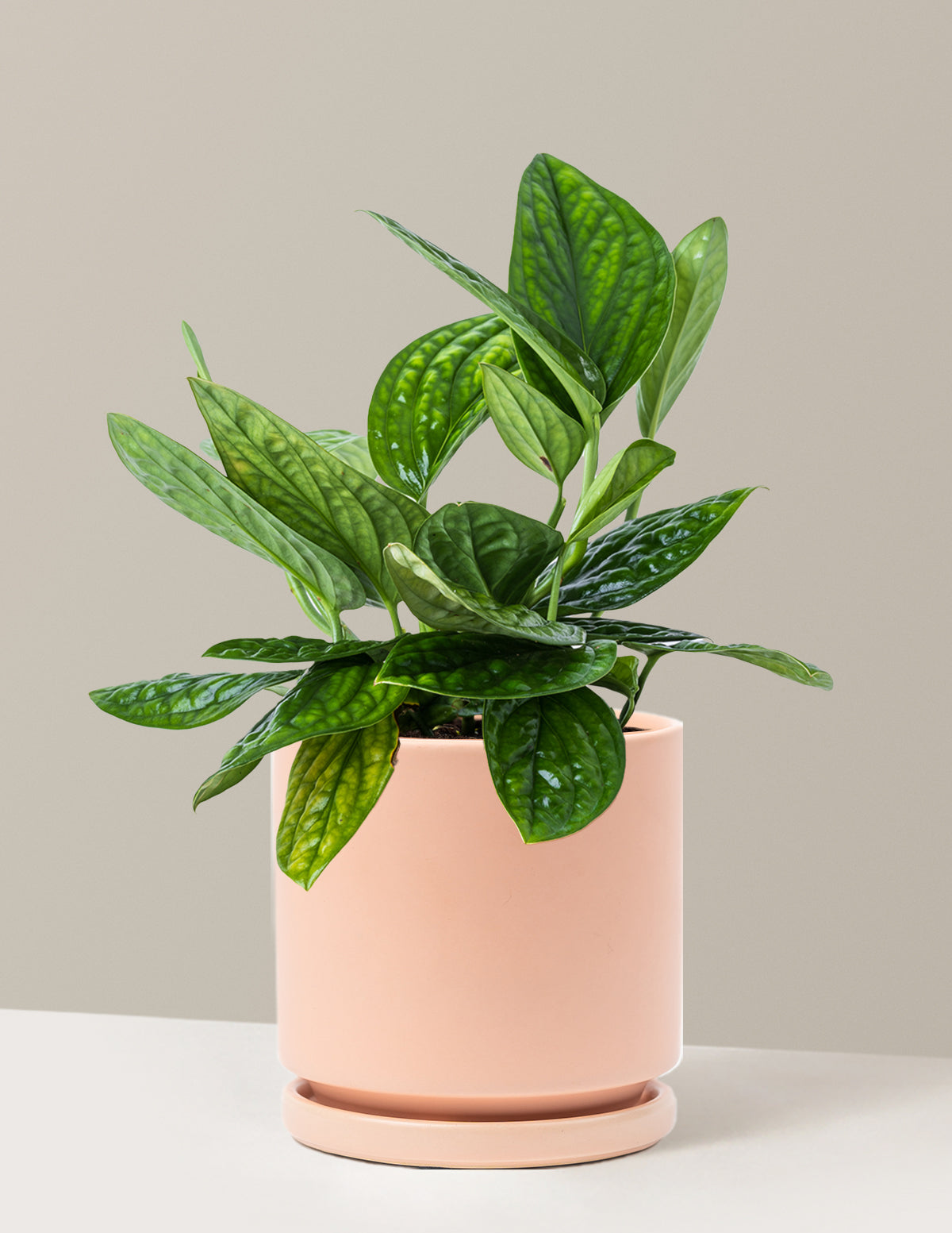 Monstera Peru
