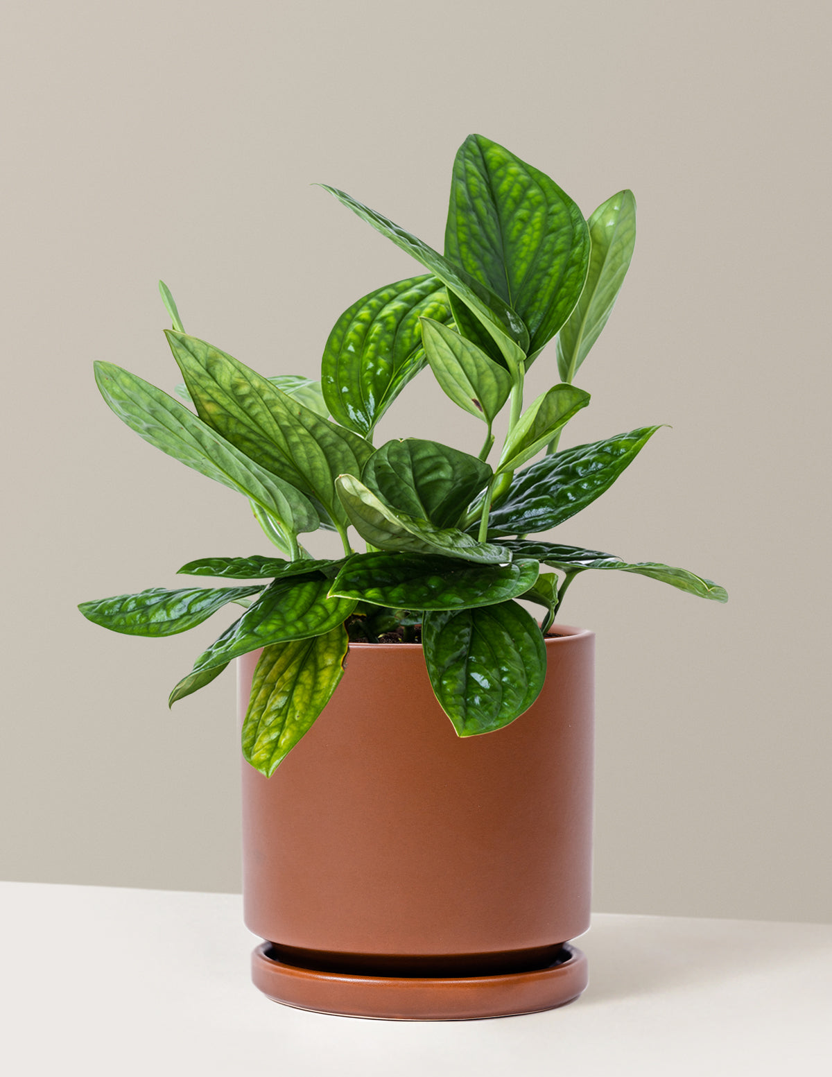Monstera Peru