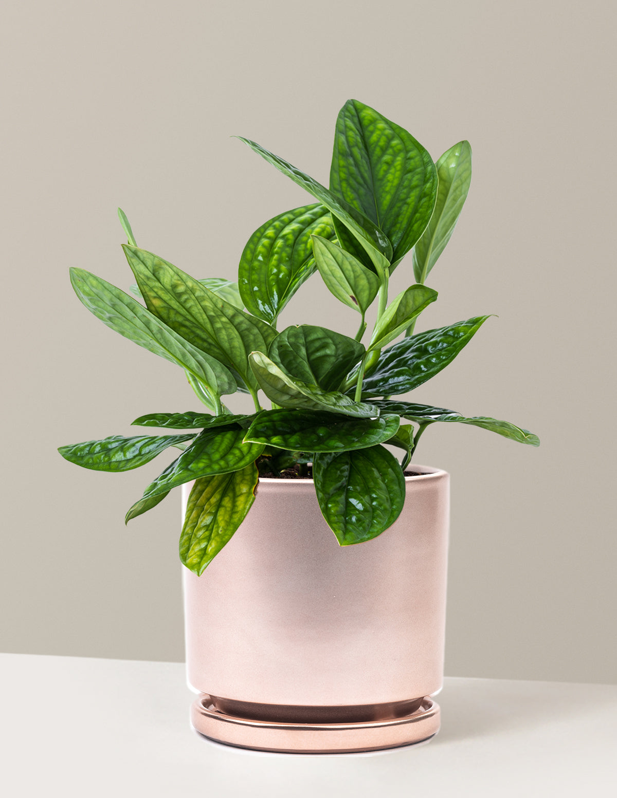Monstera Peru