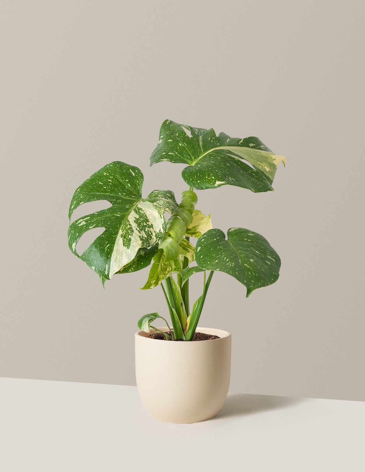 Monstera Thai Constellation