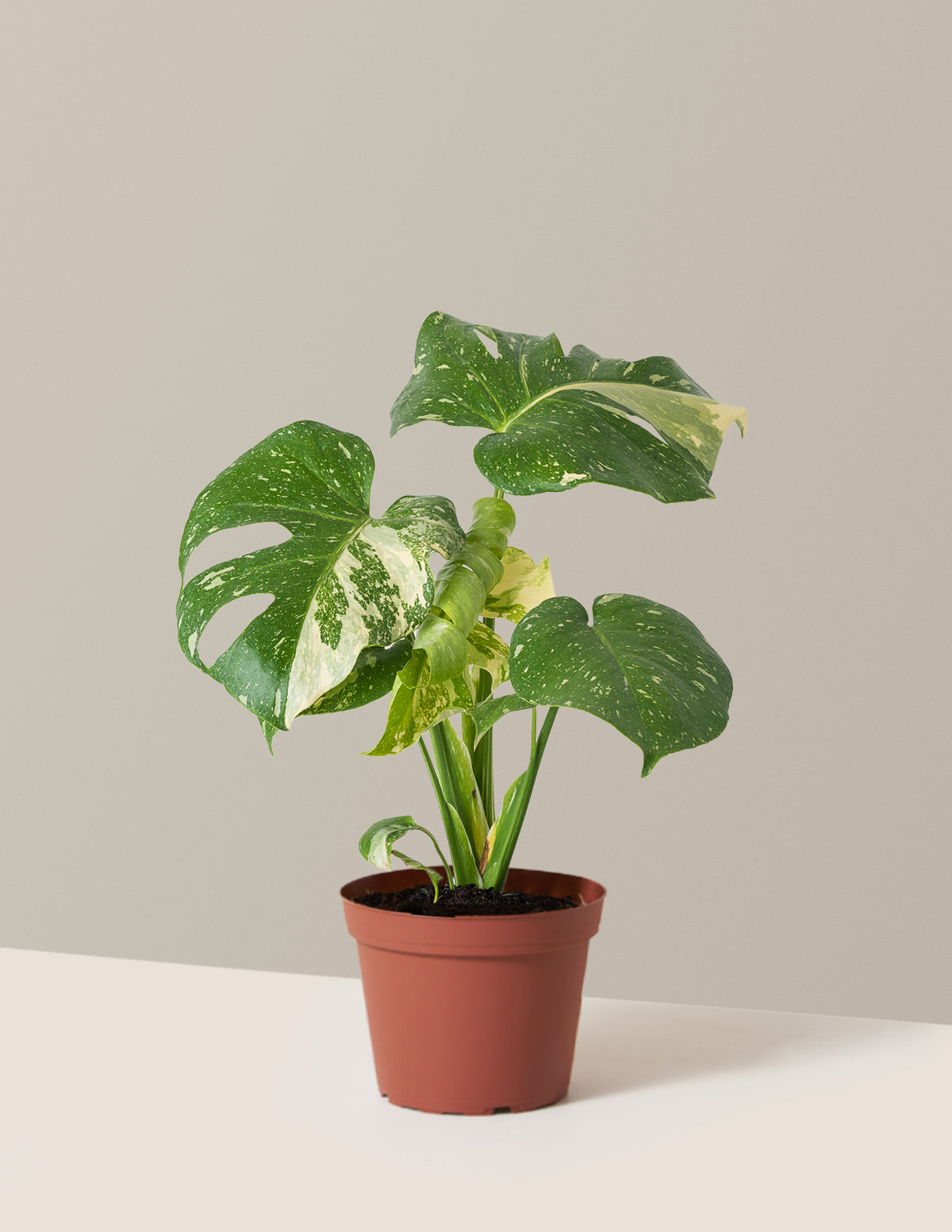 Monstera Thai Constellation