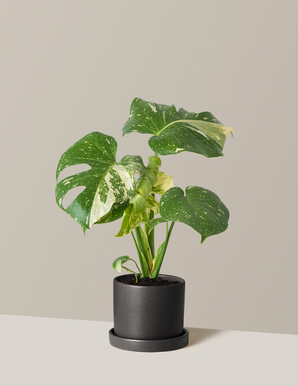 Monstera Thai Constellation
