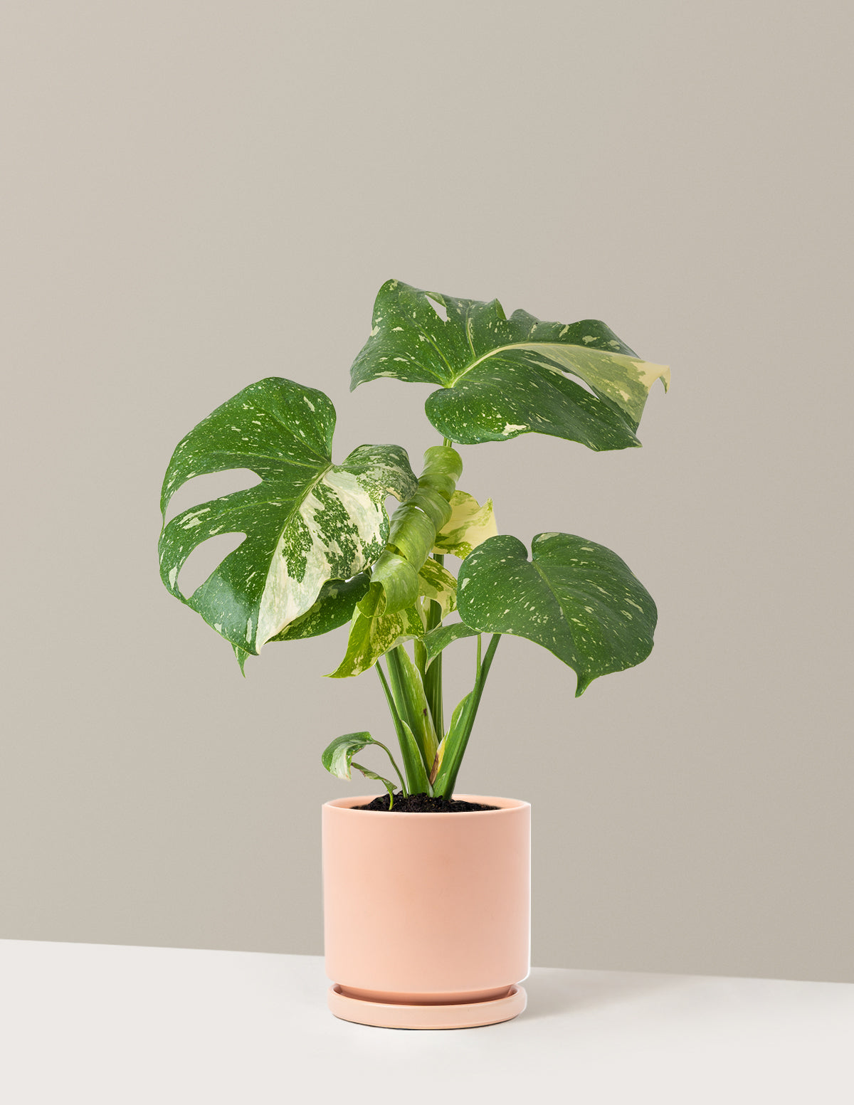 Monstera Thai Constellation