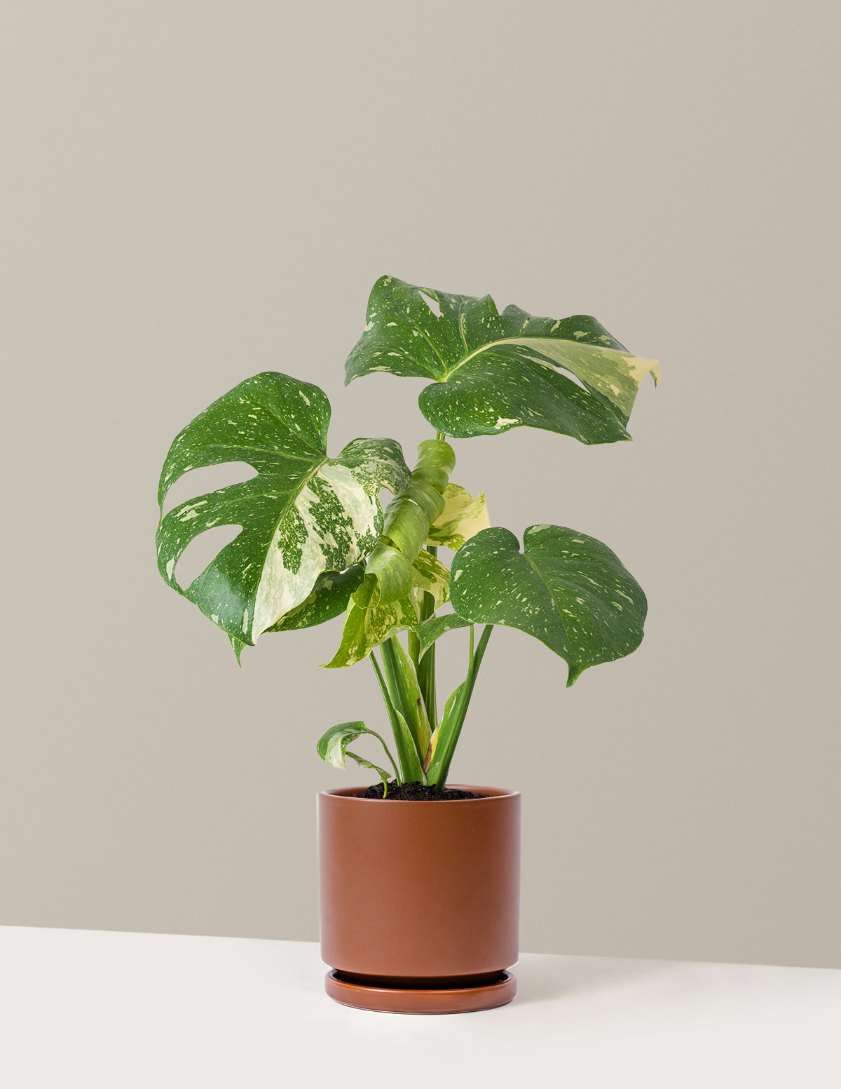 Monstera Thai Constellation