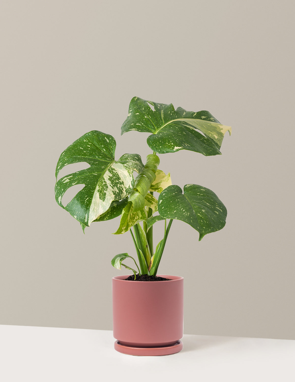 Monstera Thai Constellation
