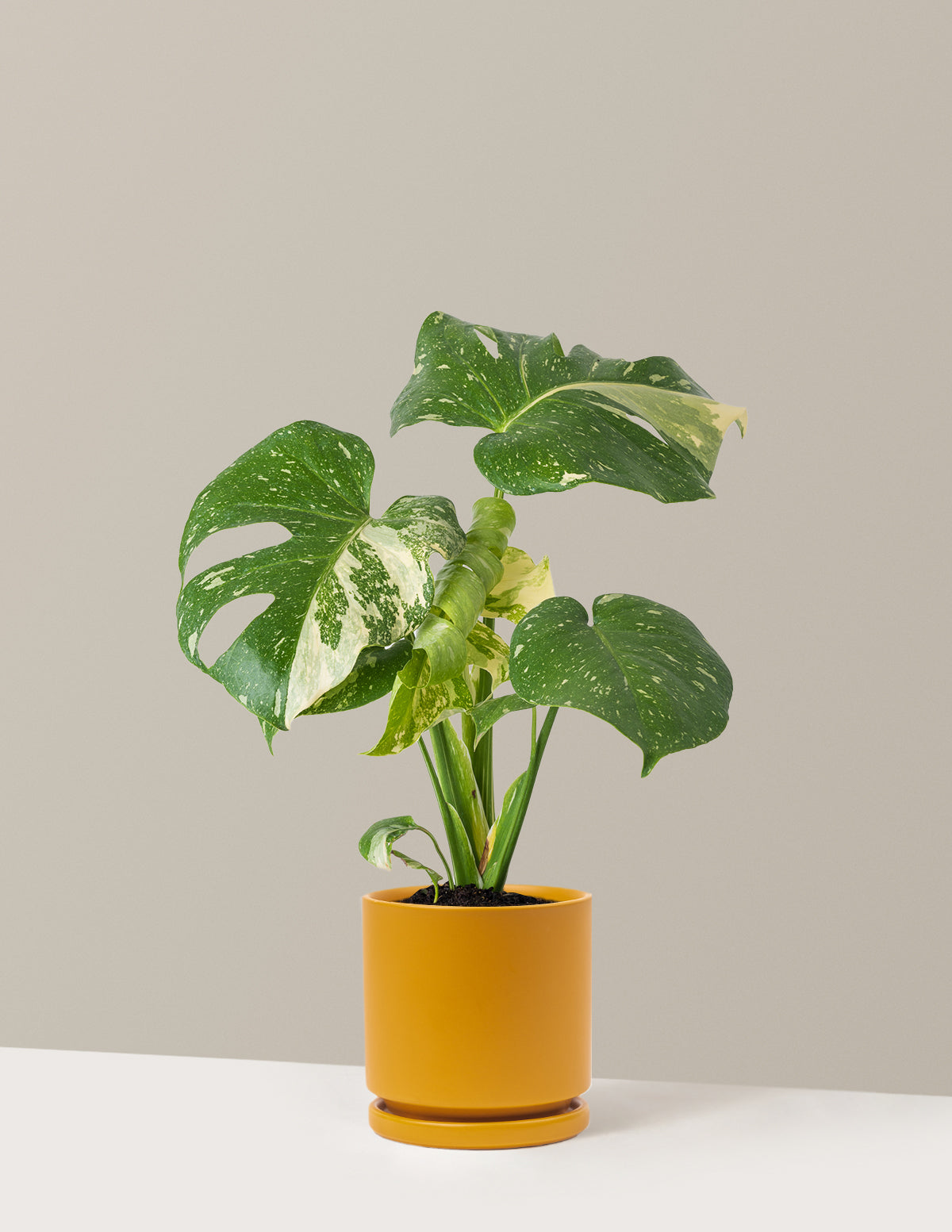 Monstera Thai Constellation