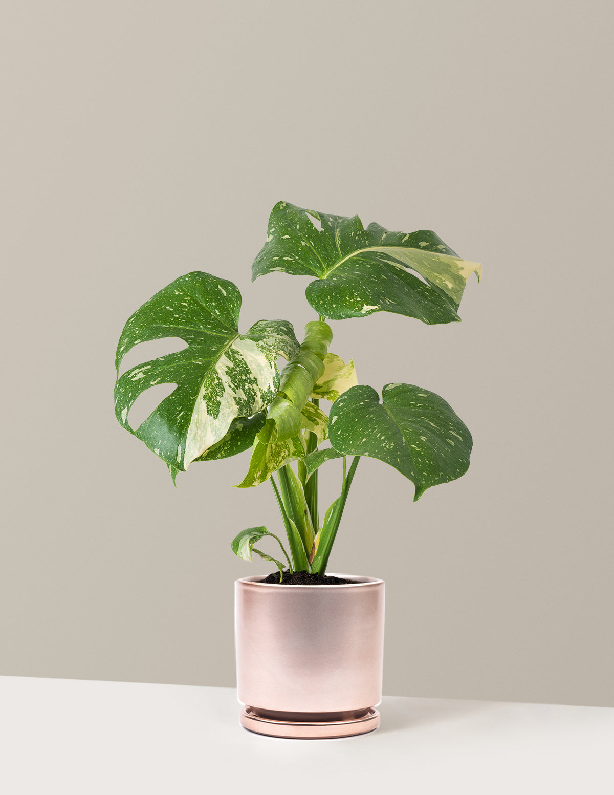 Monstera Thai Constellation