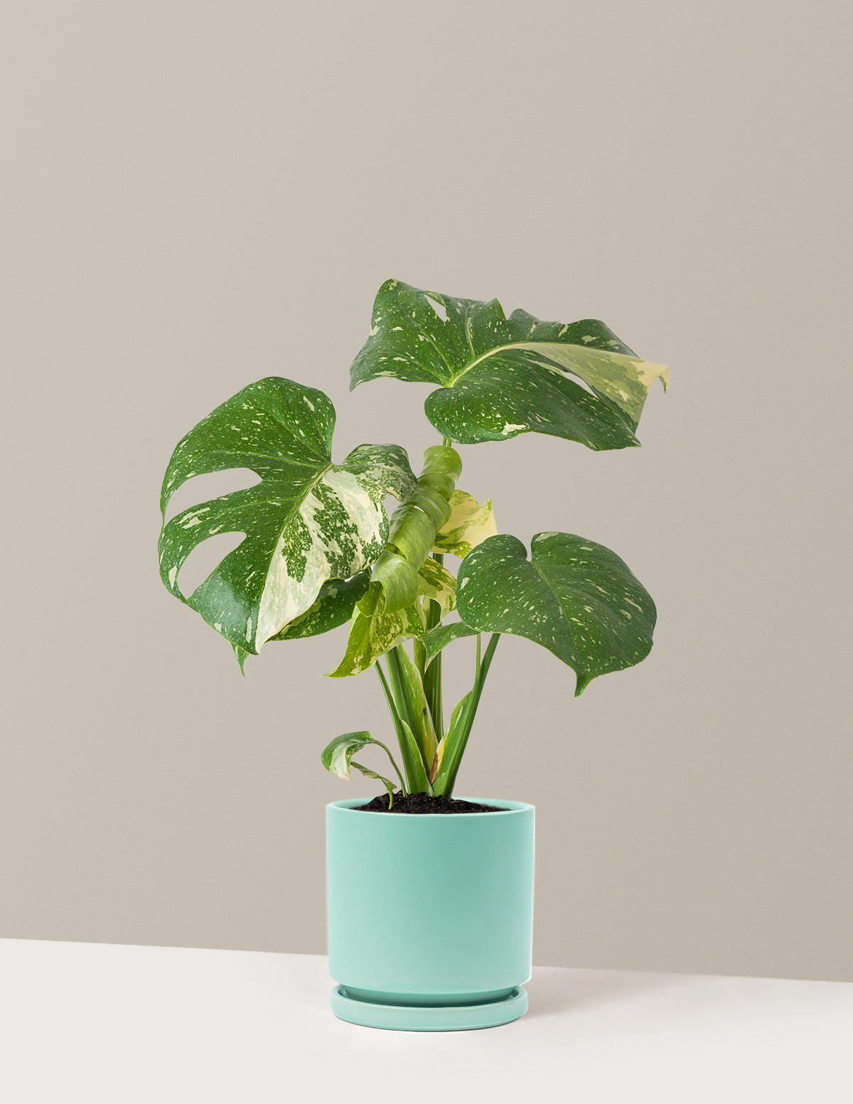 Monstera Thai Constellation