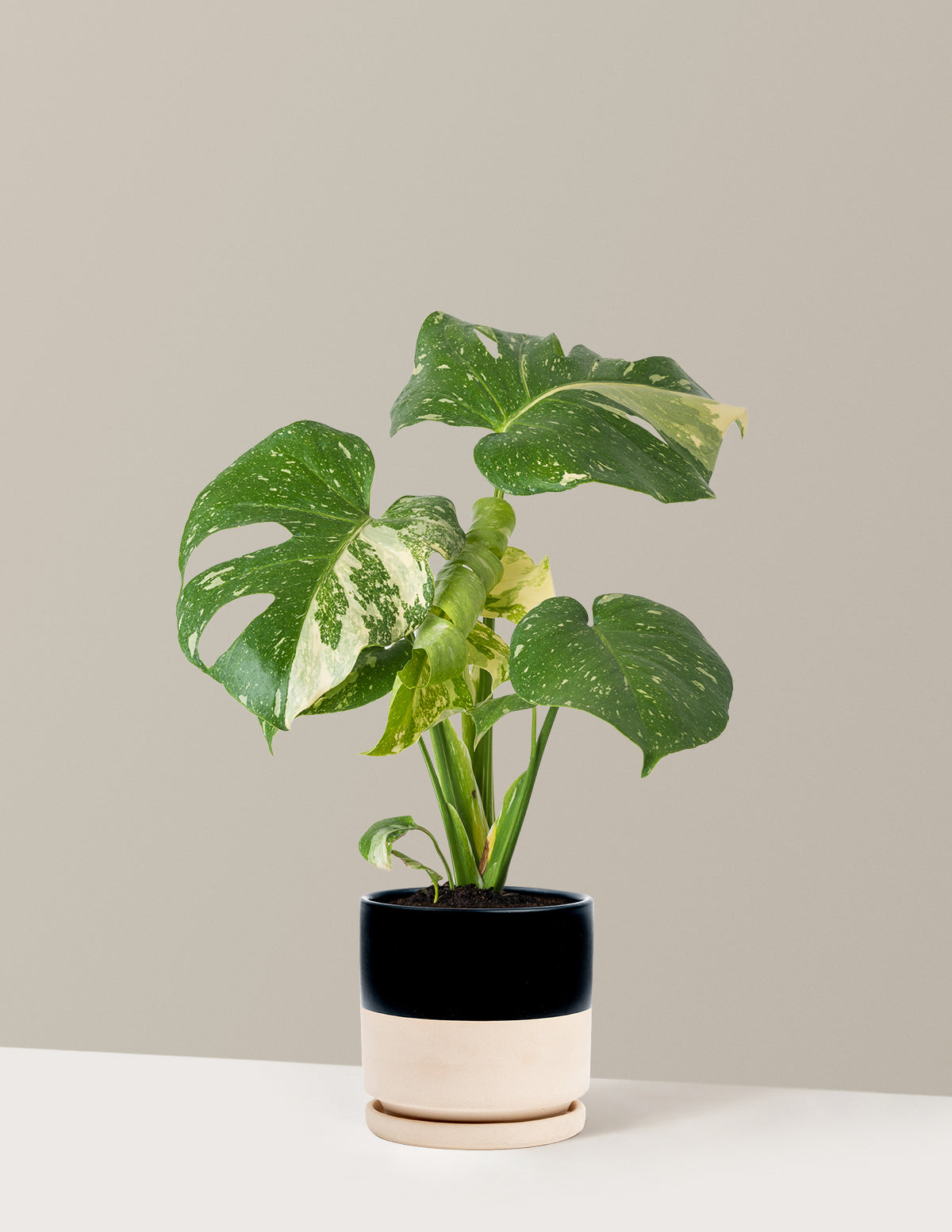 Monstera Thai Constellation