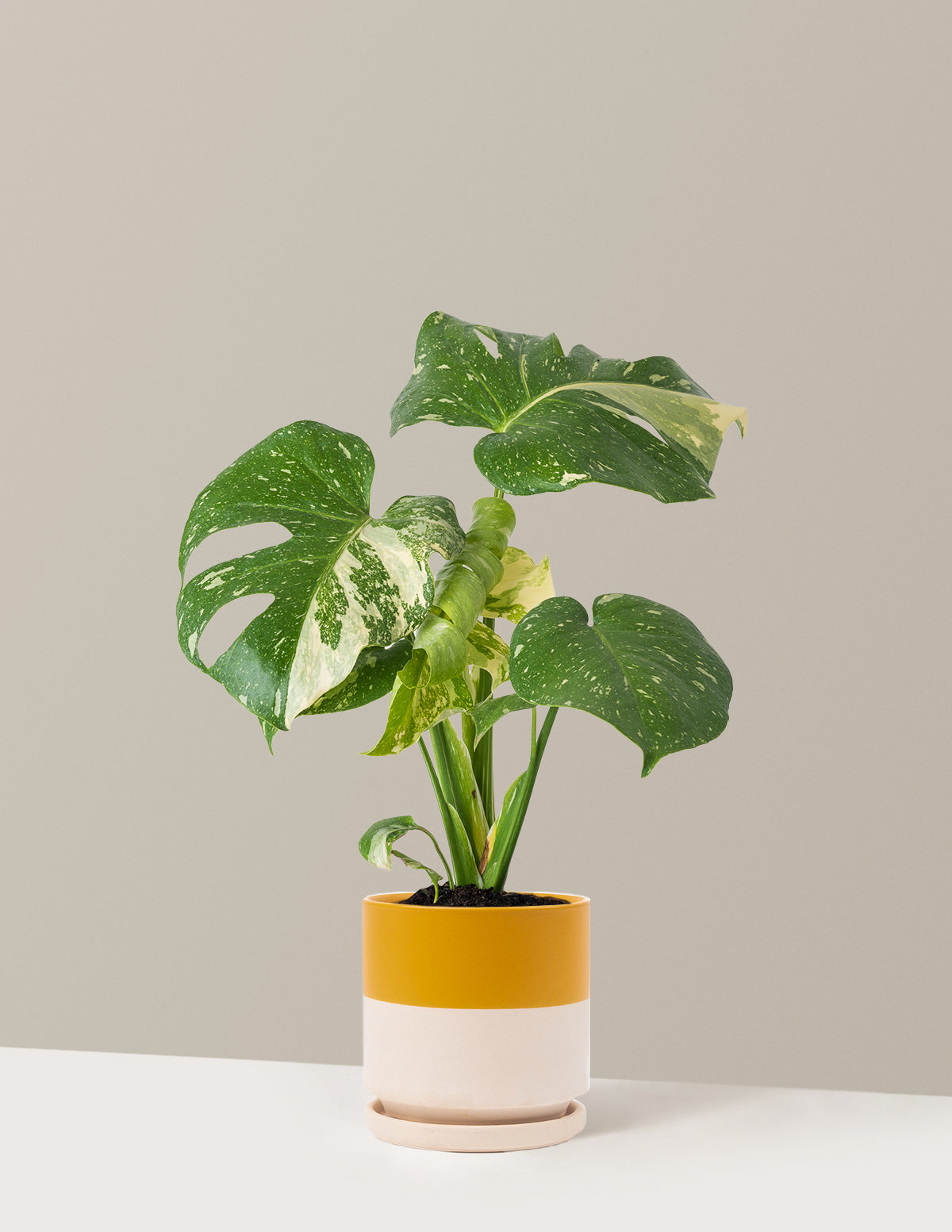 Monstera Thai Constellation