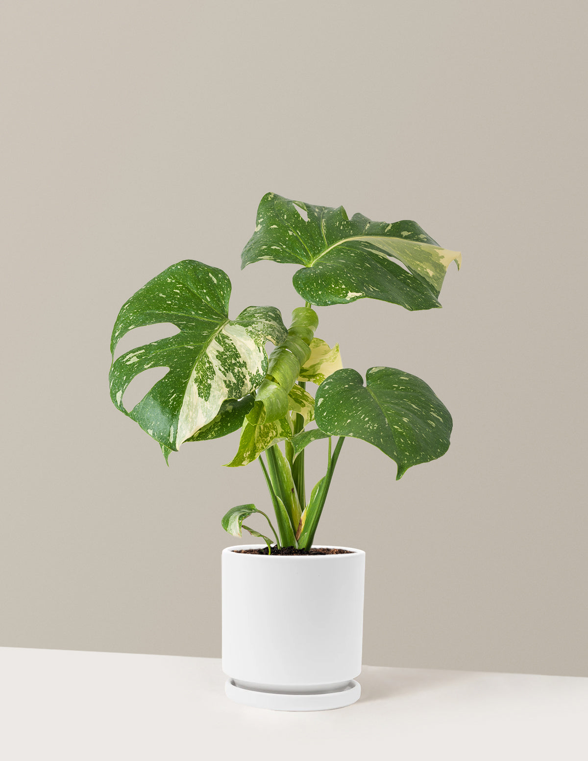 Monstera Thai Constellation