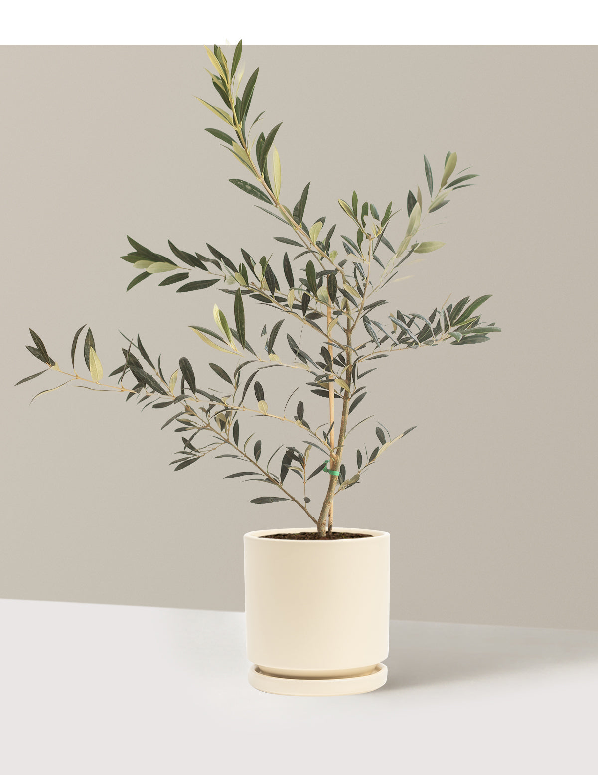 Olive Tree