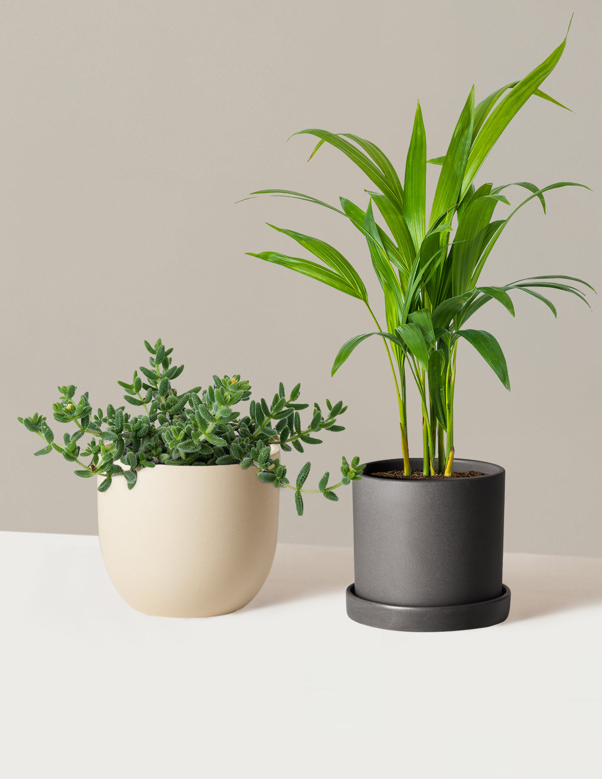 Plant Of The Month Club