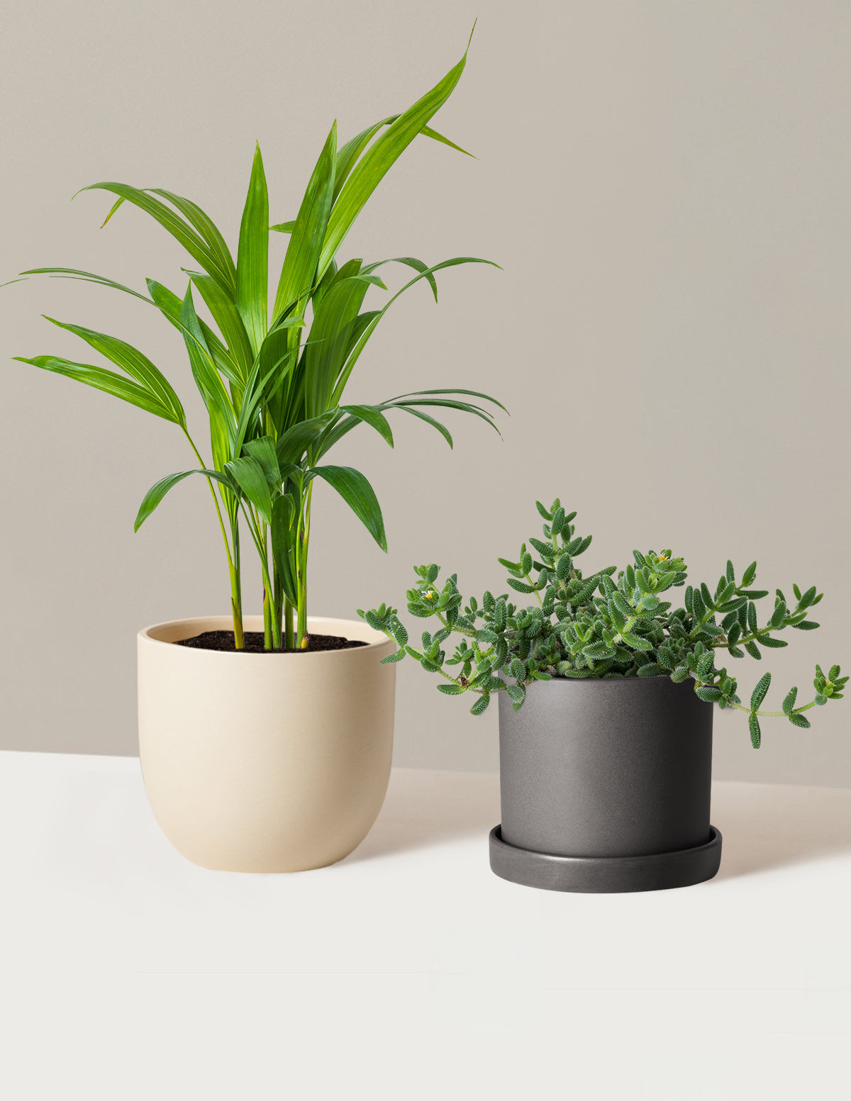Plant Of The Month Club