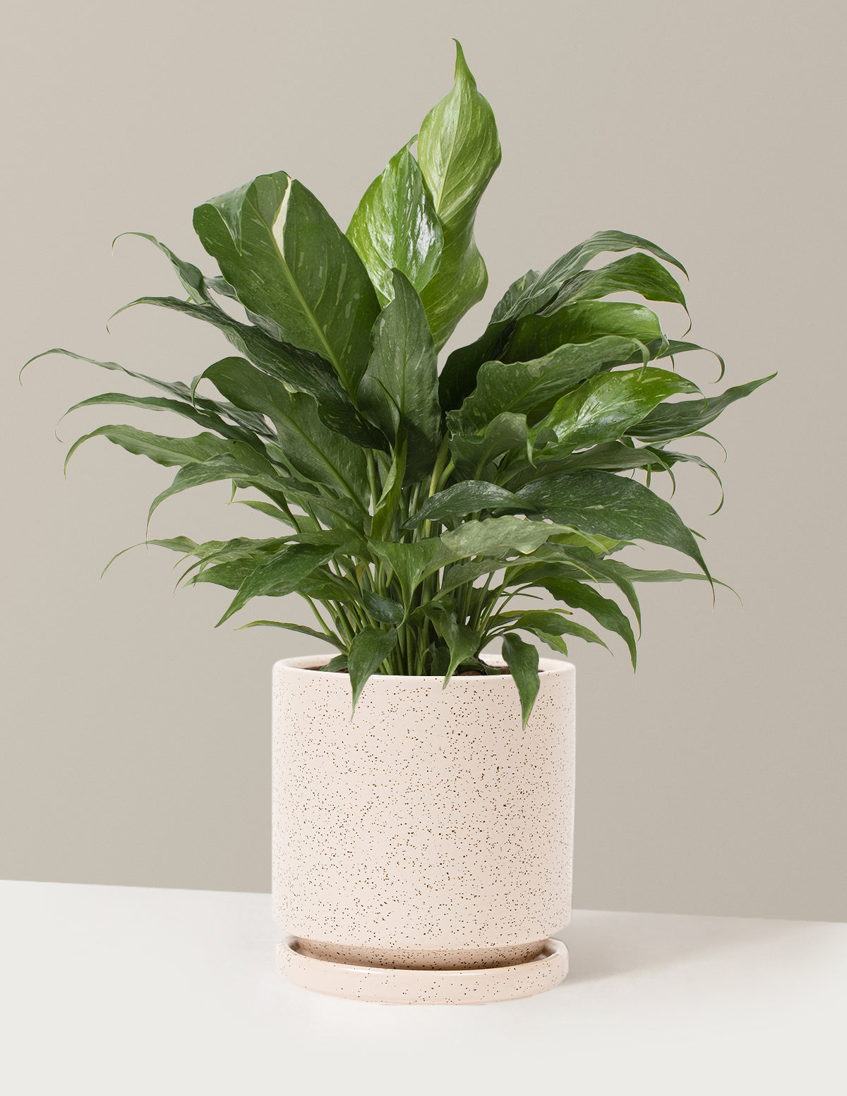 Peace Lily Domino