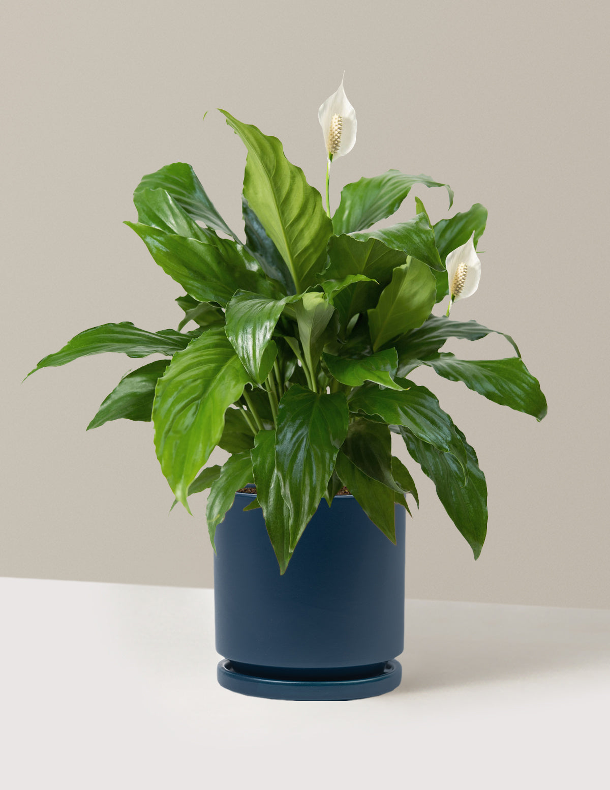 Peace Lily
