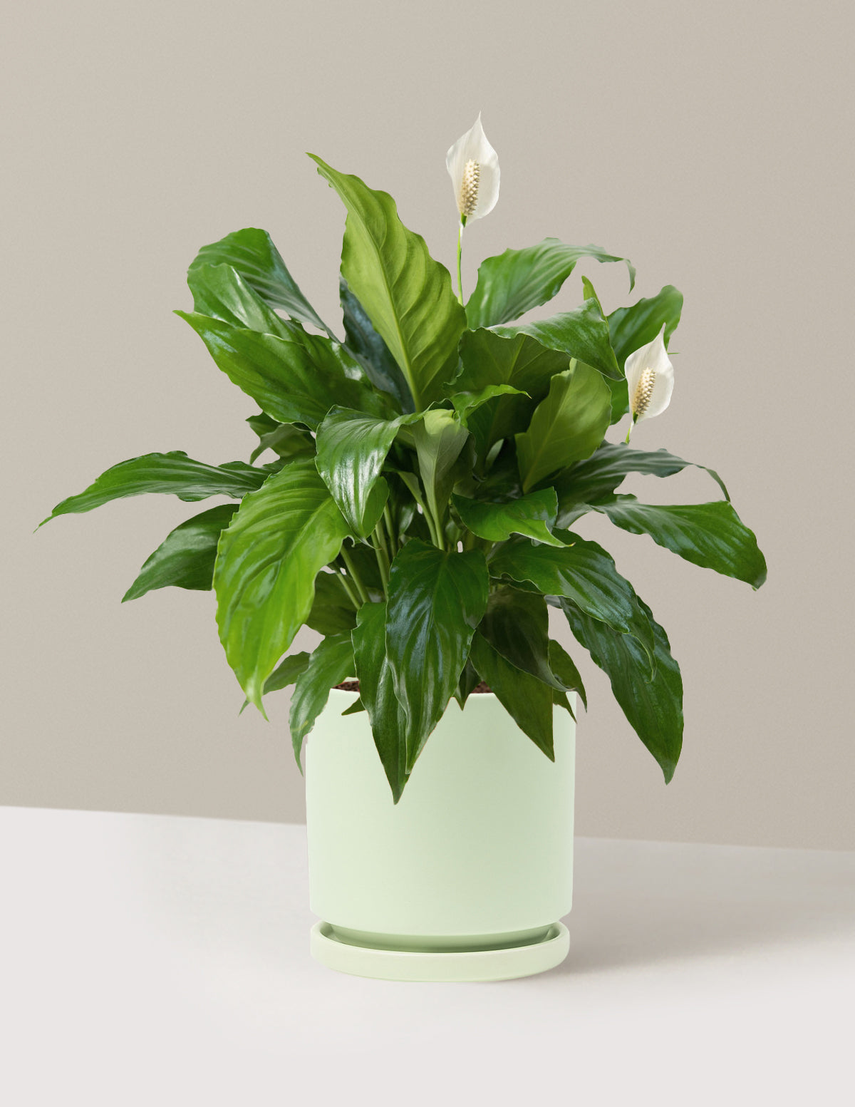 Peace Lily