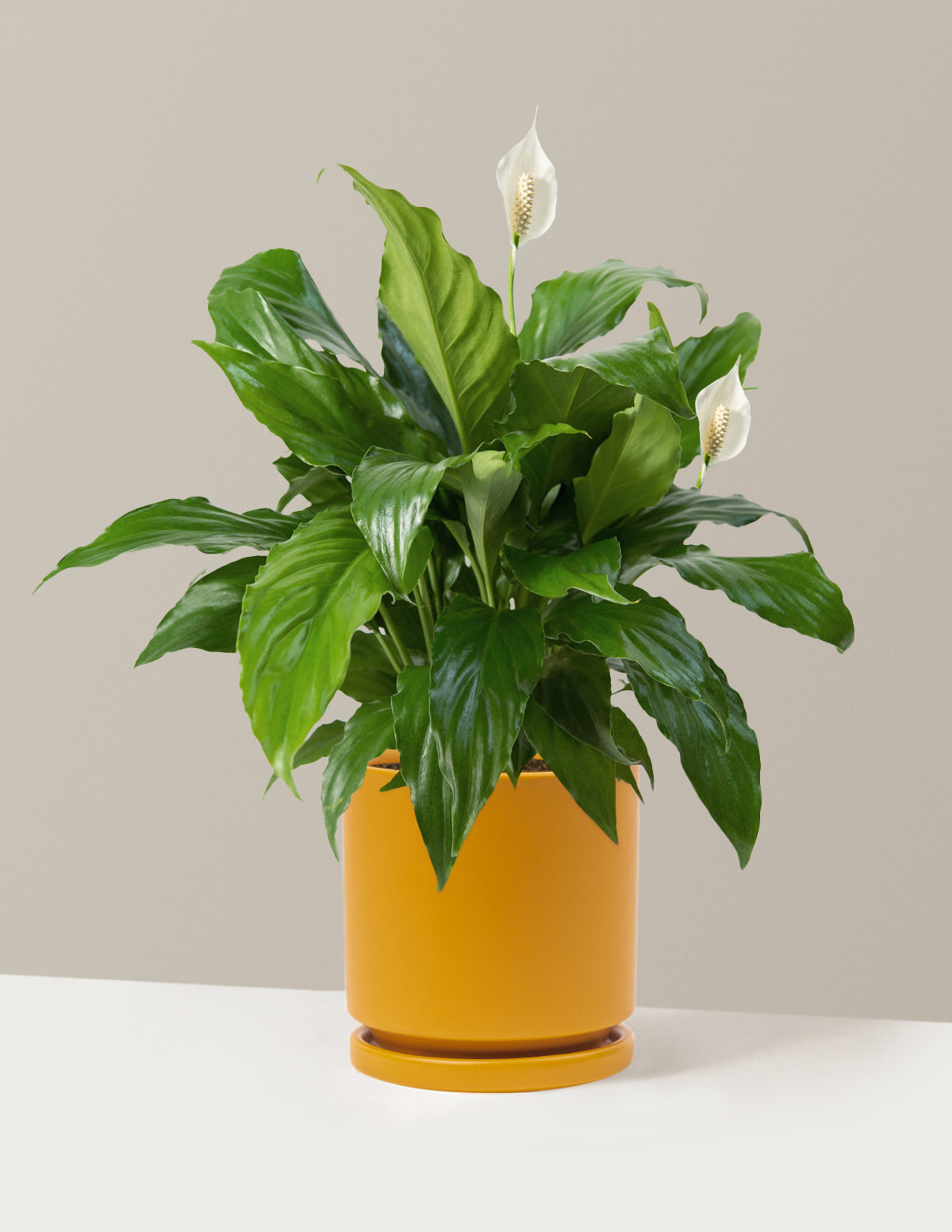 Peace Lily