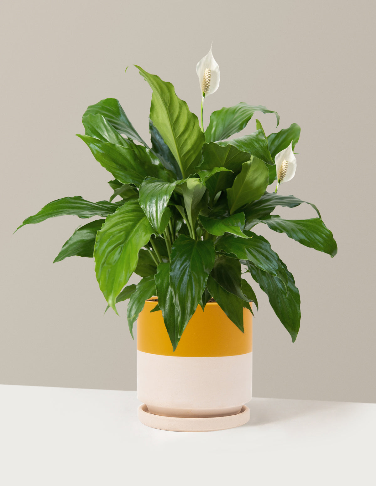 Peace Lily