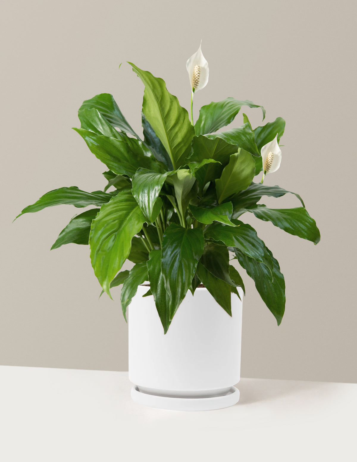 Peace Lily